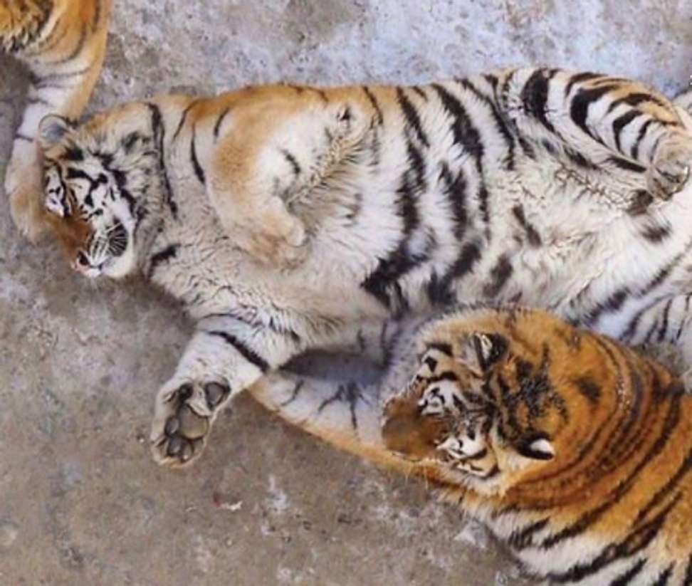 The tigers have been photographed lolling around in the state-run Siberian Tiger Park in Harbin, Heilongjiang province. Photo: Handout