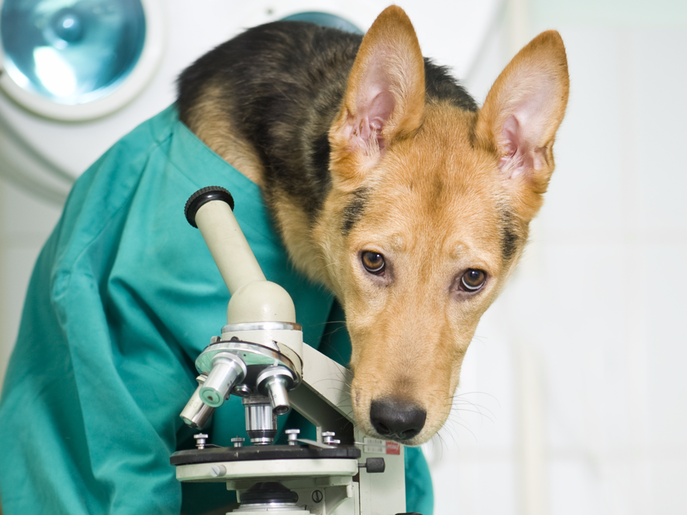 Dr. Bark Woofington continues his hard work in obscurity. Some day, Bark. Photo: Shutterstock