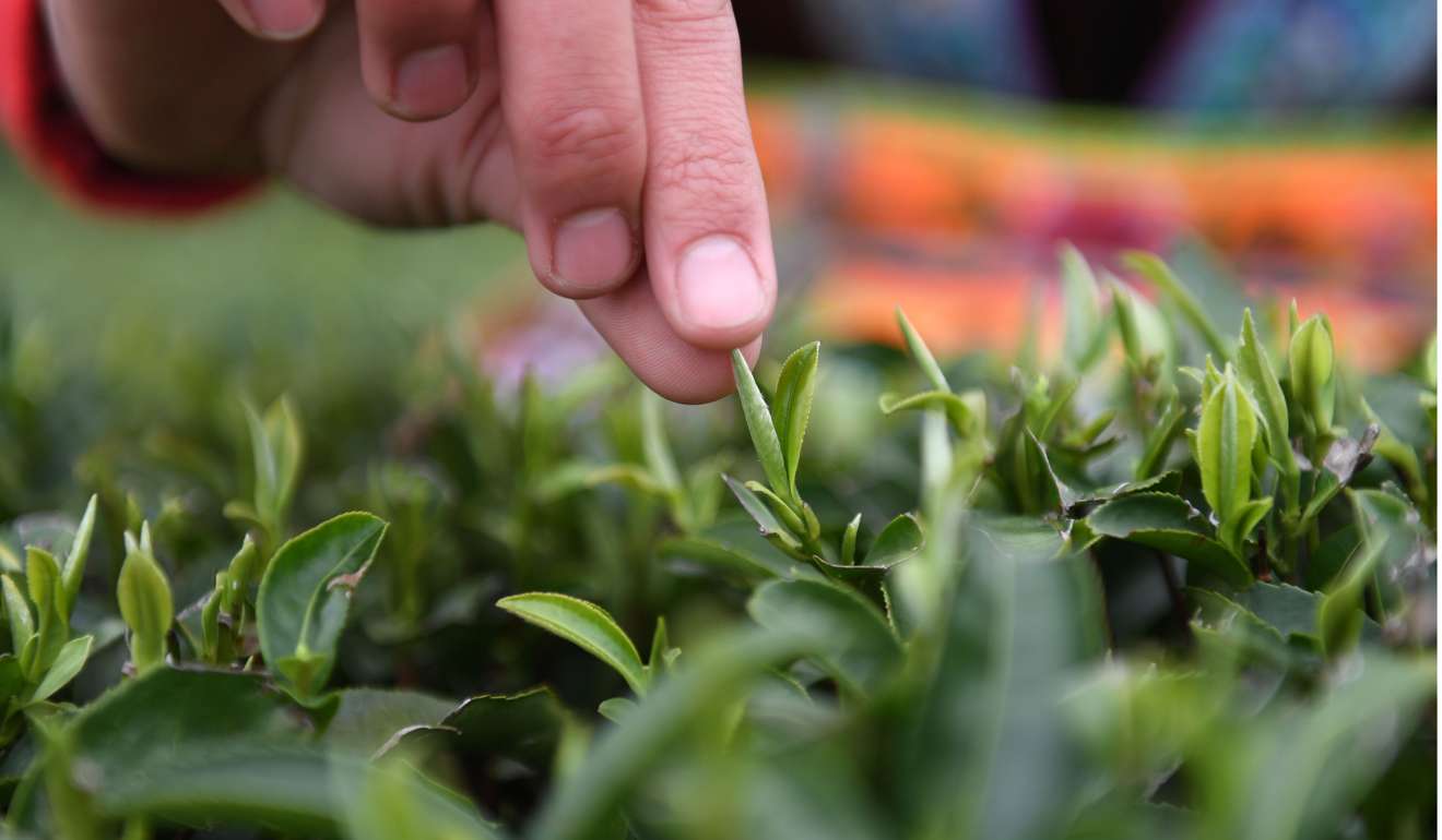 A villager picks tea leaves in China’s Guangxi region. Chinese tea was once associated with the “cause of freedom” in the American Revolution. Photo: Xinhua