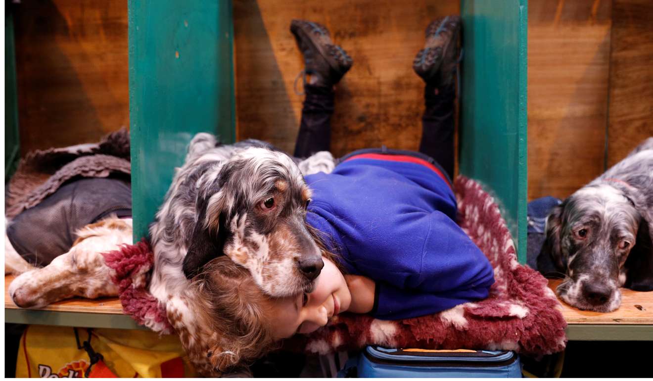 Katie McCloughlin lies with Topsy, her English Setter, during the third day of the Crufts Dog Show in Birmingham. Photo: Reuters