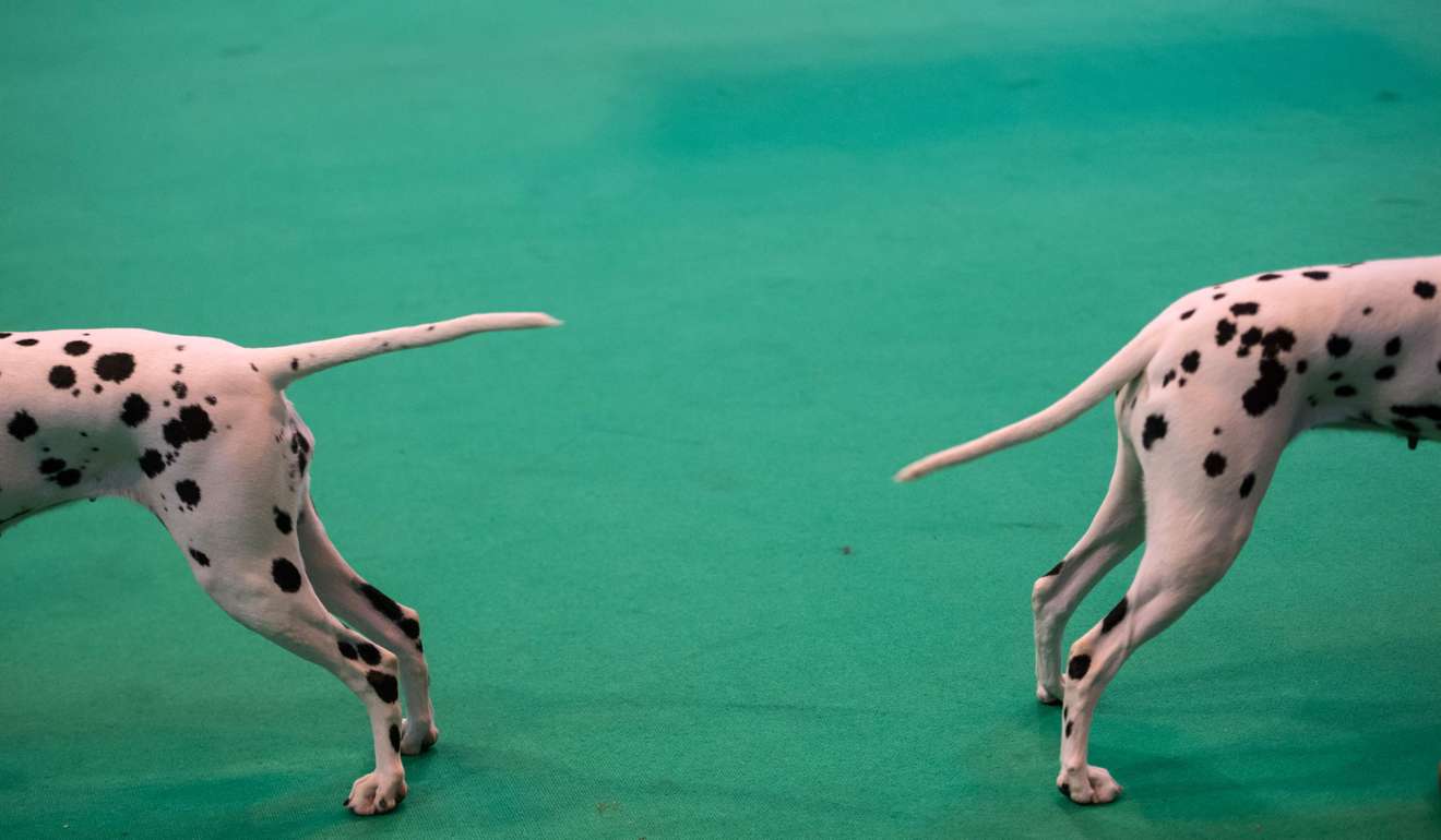 Two dalmatians pose on the second day of the Crufts dog show at the National Exhibition Centre in Birmingham. Photo: AFP