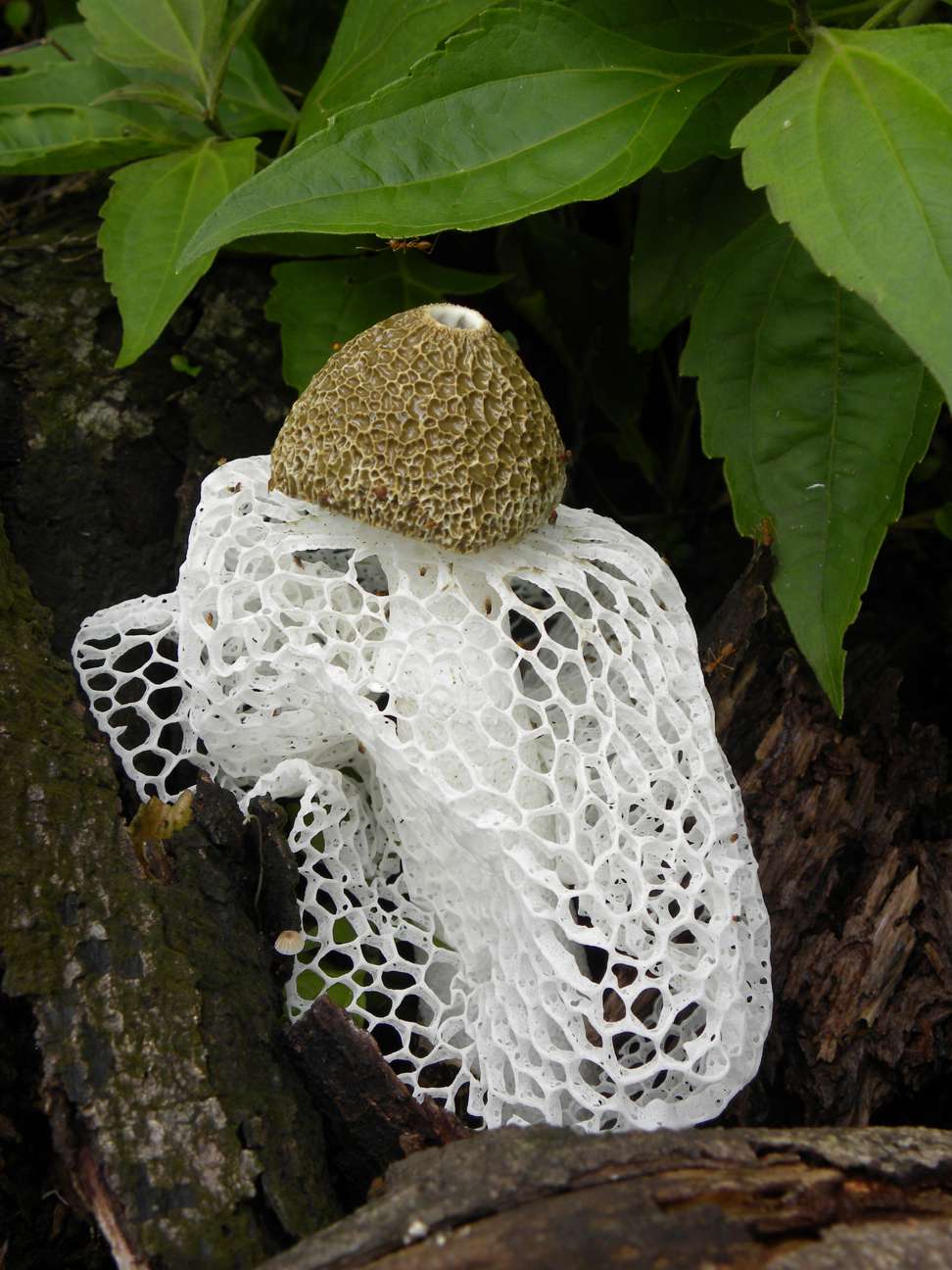 Why eating mushrooms good for your brain     they may ward off effects