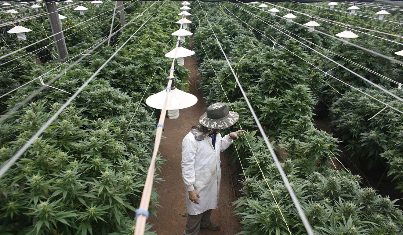 An employee checks cannabis plants at a medical marijuana plantation in northern Israel. Photo: Reuters