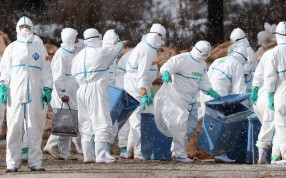 Workers wearing protective suits cull ducks a poultry farm in Aomori, northern Japan. Photo: Reuters