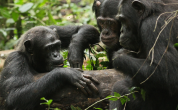Three chimps engaging with the honey hole experiment in Kibale National Park in Uganda. Photo: Andrew Bernard