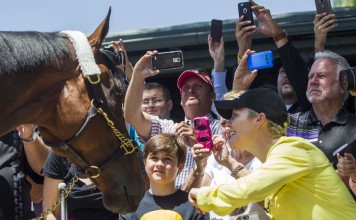 Triple Crown winner American Pharoah put the sport of kings back in the spotlight with his exploits in 2015. Photo: AP