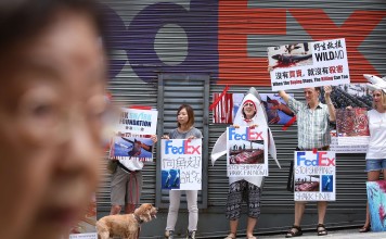 Activists from WildAid Hong Kong and the HK Shark Foundation protest against shark fin shipments at a FedEx depot in Kennedy Town. Photo: Nora Tam