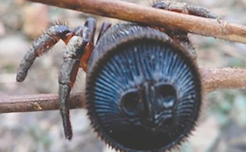 The rare spiders have attracted high prices when sold online in China. Photo: SCMP Pictures