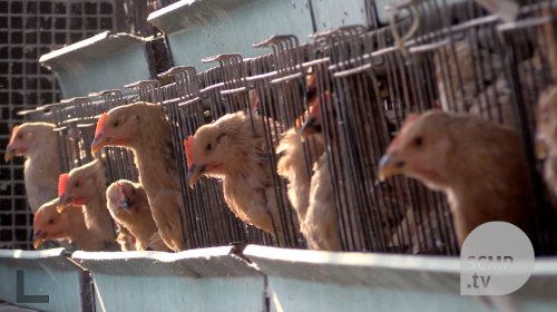 Antibiotics used on healthy chickens