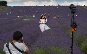 Zhang Yuan and his partner, Zheng Yi, pose for a pre-wedding shoot in a lavender field in Hertfordshire.