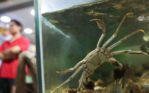 Crab store Shing Lung Hong denies there was any fabrication and ­instead claims there was a mix-up between different crabs. Photo: Nora Tam