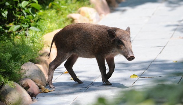 Anger as hunters sent to cull wild boar damaging Sai Kung golf courses