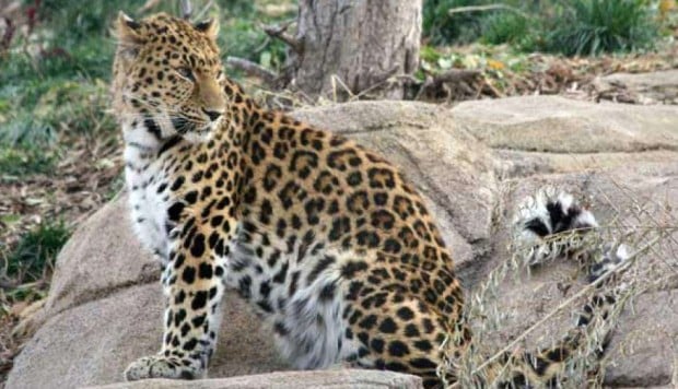 Zeya the leopard escapes at Utah zoo, forcing hundreds of visitors to take shelter - South China Morning Post
