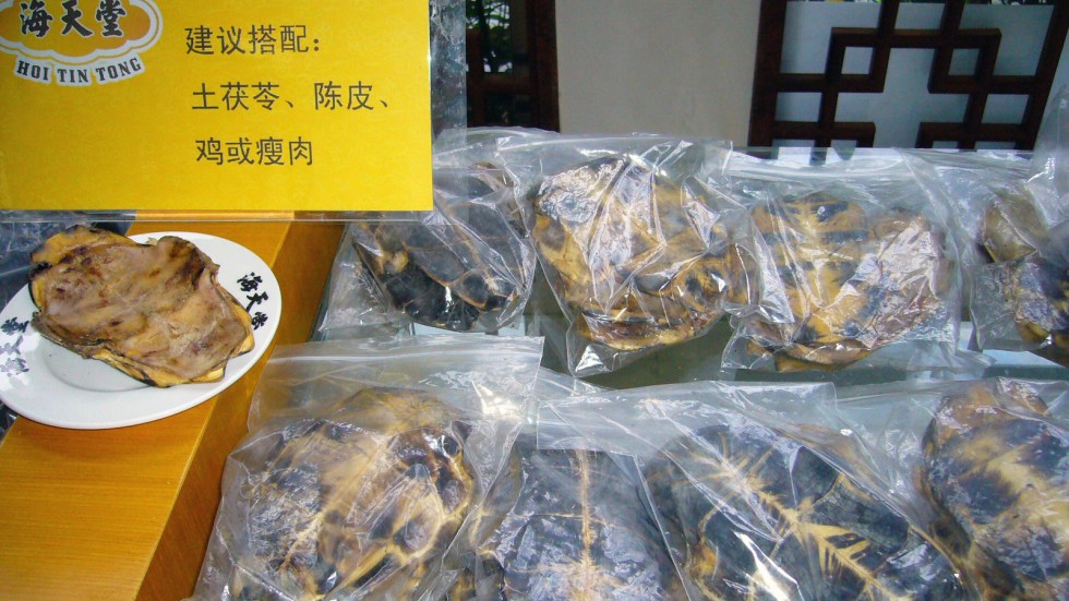 First, mouldy jelly. Now it’s turtle jelly minus the turtle South