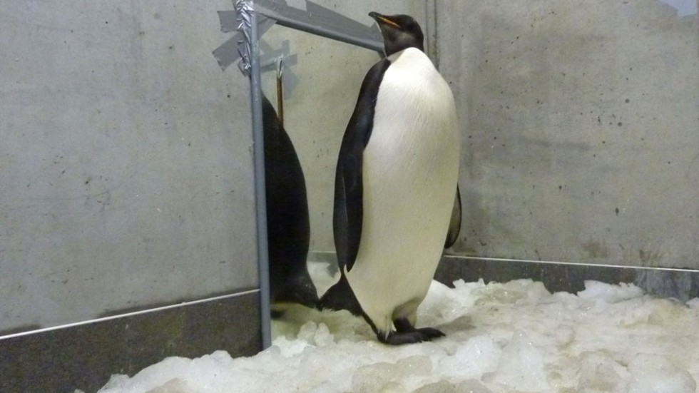 Penguins huddle together to keep warm in freezing Antarctic