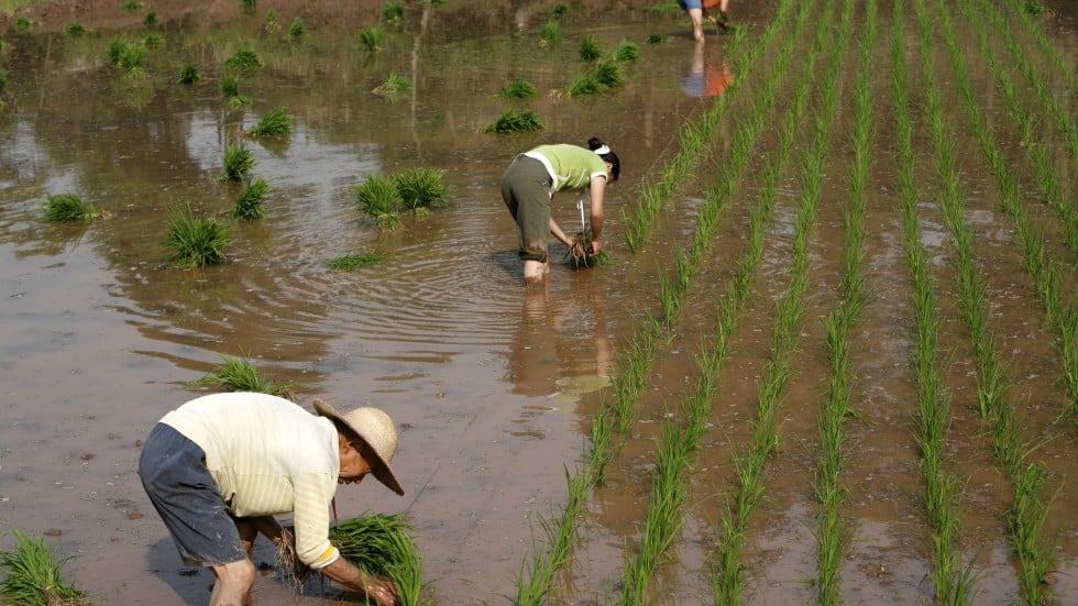 Why China S Wheat Growing North Produces Individualists And Its Rice