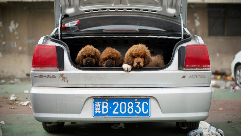 Tibetan mastiff attack stirs debate about dangers of ‘world’s most