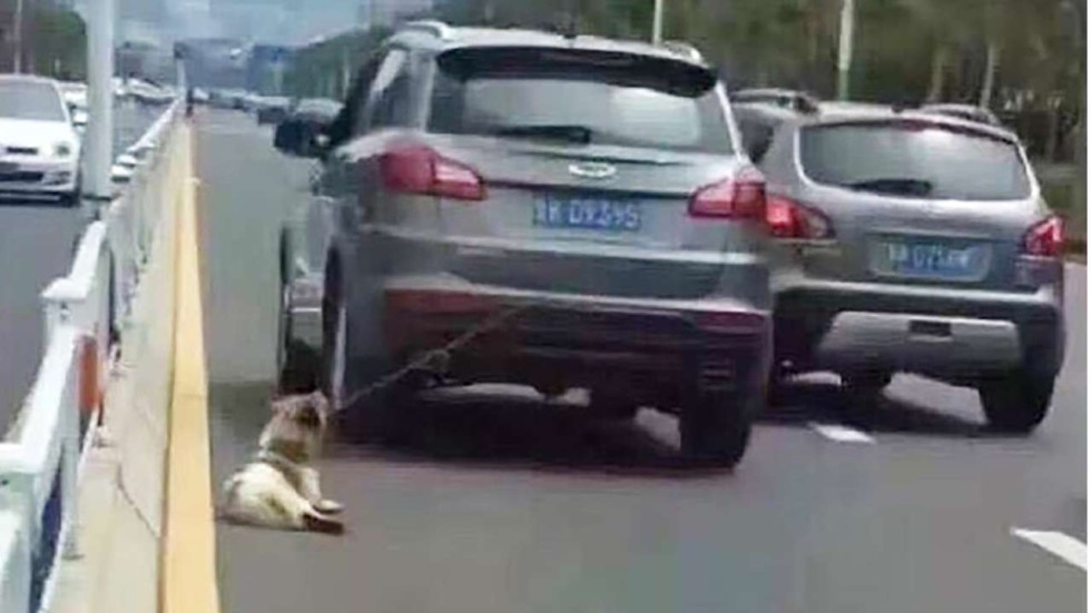 Dog Driving Services Dog Driving Services