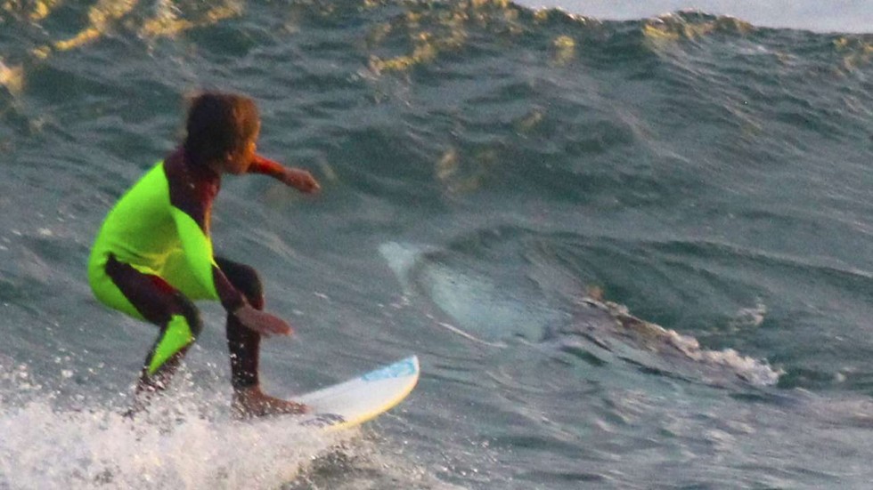 Young Aussie surfer photobombed by great white shark that shared wave