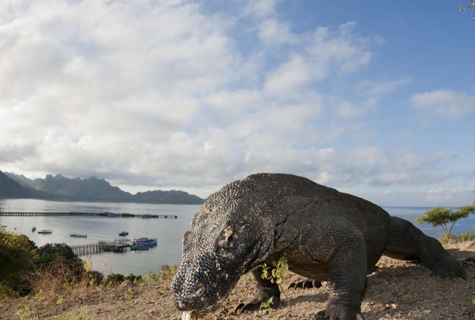 The world’s largest lizard, and arguably Indonesia’s best-conserved large animal, the Komodo dragon roams Komodo National Park, Indonesia. Photos: Corbis.