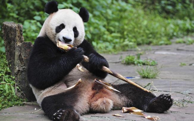 The Panda Diplomacy