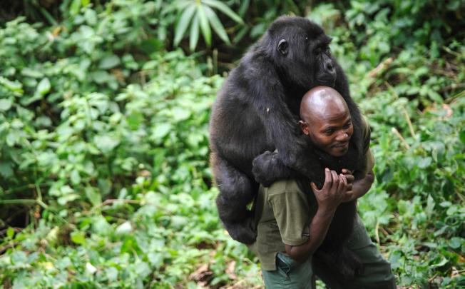 Fighting in eastern Congo has led to claims of atrocities by M23 rebels, who are funding their insurgency by running gorilla treks. Photo: AFP