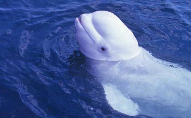Noc, the US Navy's beluga whale who made human sounds. Photo: AP