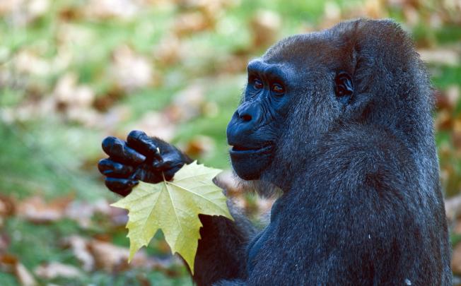 Though gorillas typically spend up to eight hours feeding, supporting big bodies and big brains would be almost impossible on a raw food diet. Photo: AFP