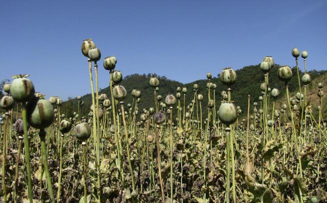 Cultivation of opium is on the rise in Shan state, Myanmar. Photo: AP