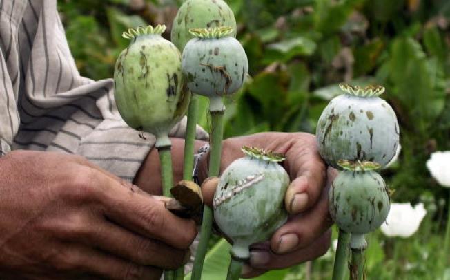 A villager harvests opium in a field in Myanmar's Shan state. Photo: AP