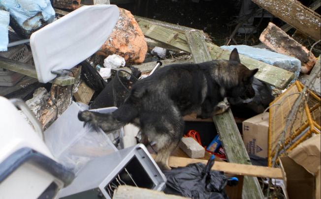 A police dog searches for a body in Staten Island. Photo: Xinhua