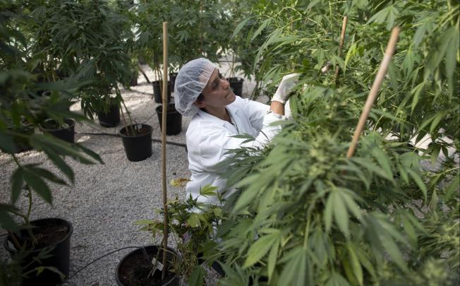 An Israeli woman works on the marijuana plants at the Tikkun Olam greenhouse, near the northern Israeli city of Safed, where the company grows medical cannabis. Photo: AFP 