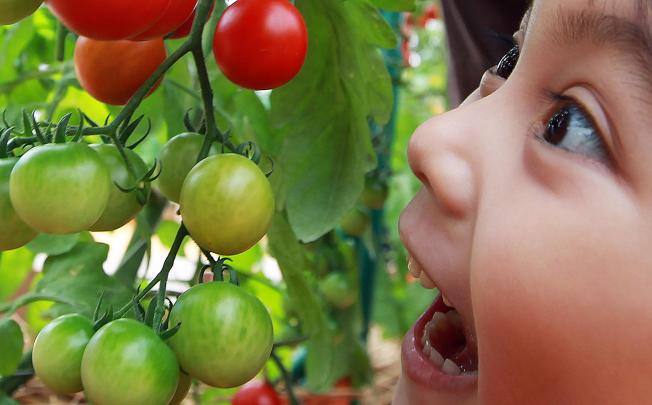 Children are more likely to take an interest in fruit and vegetables if they have been involved in growing them. Photo: Felix Wong