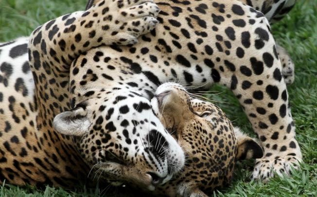 Jaguars play at the Jardim Zoo in Brasilia. Brazil Scientists hope to clone the animals to boost zoo populations. Photo: AP