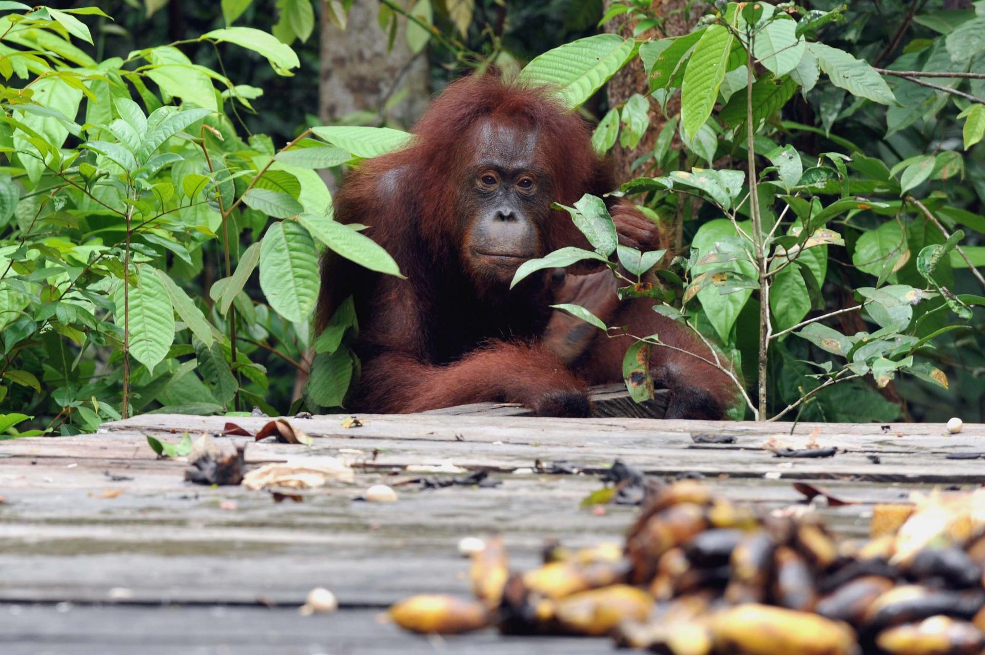 Leaf me alone: orang-utans suffer severe midlife lows. Photo: Xinhua