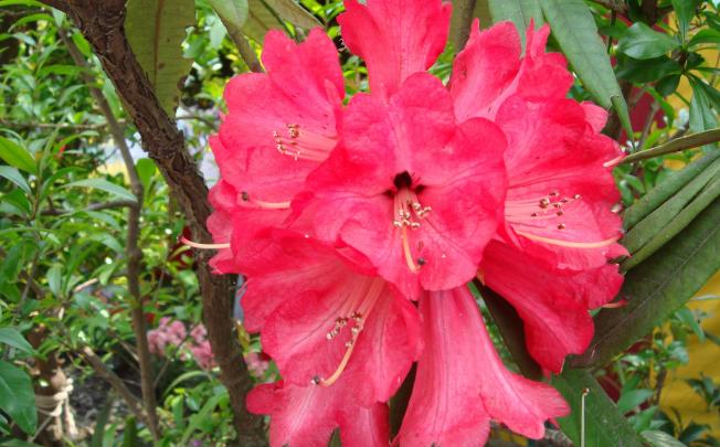 One rhododendron stem holds about 20 separate blossoms.