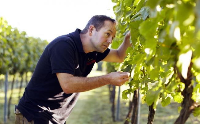Chapel Down vineyard: England is now making some great sparkling wines.