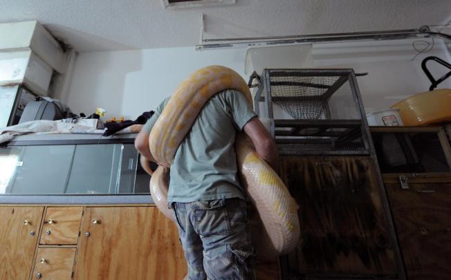 A Florida python hunter handles one of his pet snakes. Photo: EPA