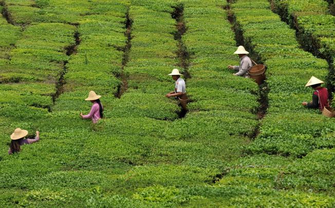 Harvesting tea near Puer in Yunnan province. Photo: Xinhua