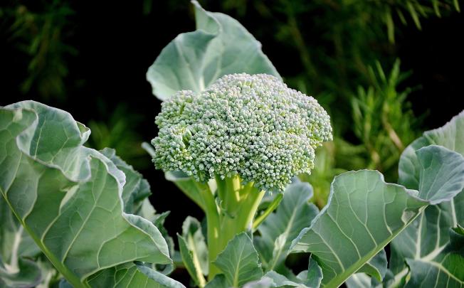 Cruciferous vegetables such as broccoli are known to have possible anti-cancer effects