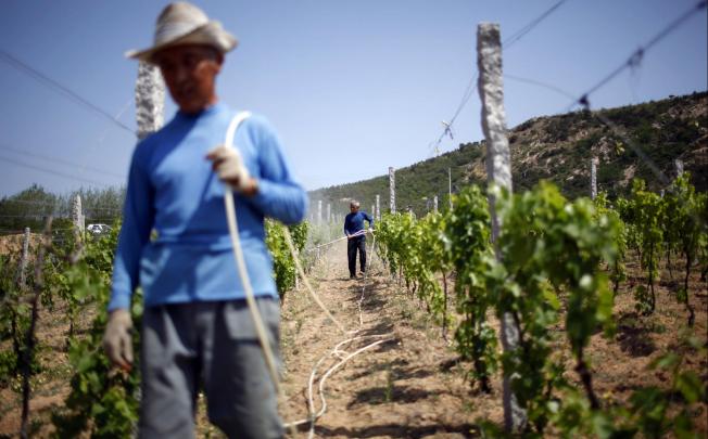 Vines in Shandong: all eyes will be on China next year. Photo: Bloomberg