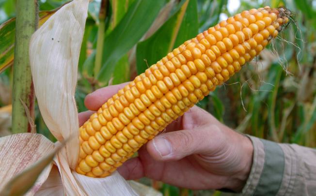 A corncob of genetically-engineered with MON810 by U.S. company Monsanto in Germany. Photo: AP