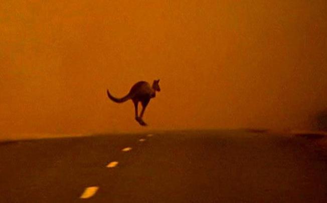 Kangaroo flees Australian bush fire. Photo: Reuters