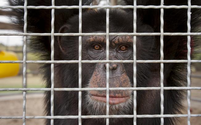 A chimp at a research centre in Louisiana. Photo: NYT