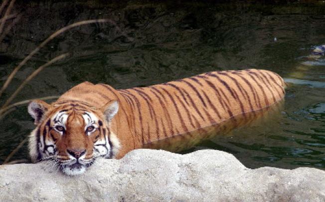 A Royal Bengal tiger at Central Zoo in Kathmandu, Nepal. Photo: EPA