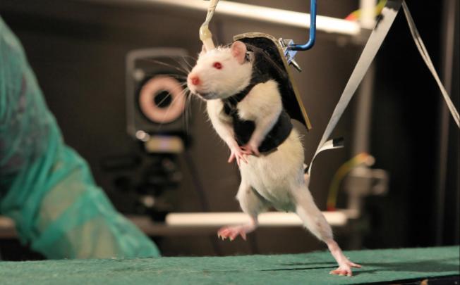 A previously paralysed rat walks with the aid of a harness after weeks of rehabilitation. Photo: AP