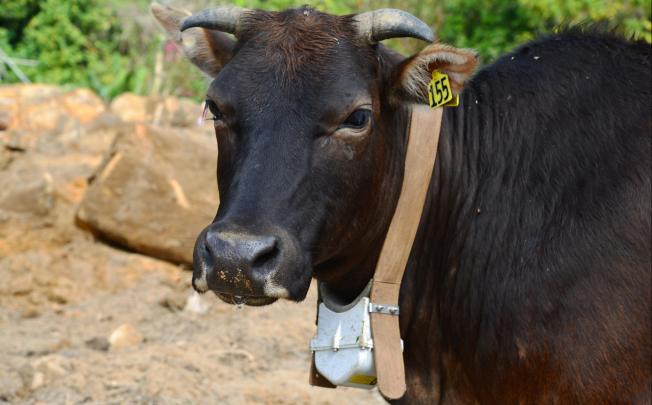 One of the six feral cows fitted with GPS collars in Sai Kung Country Park