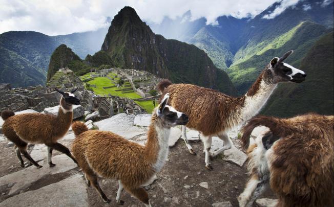 llamas negotiate a rise overlooking Machu Picchu. Photos: Corbis; Cameron Dueck