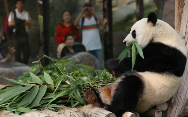 Female panda Ying Ying eats bamboo at Ocean Park in Hong Kong. Photo: Sam Tsang/SCMP