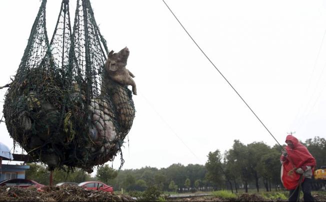 A worker hauls away dead pigs with a net in Zhonglian village of Jinshan district in Shanghai. Photo: AP